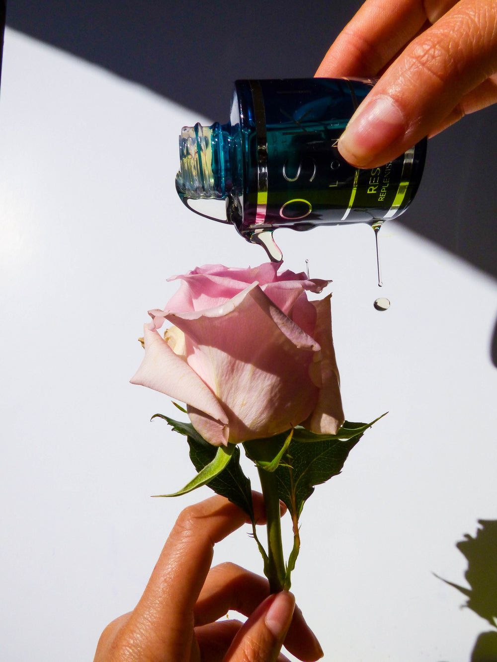 An image of OSKIA's restoration oil poured over a rose