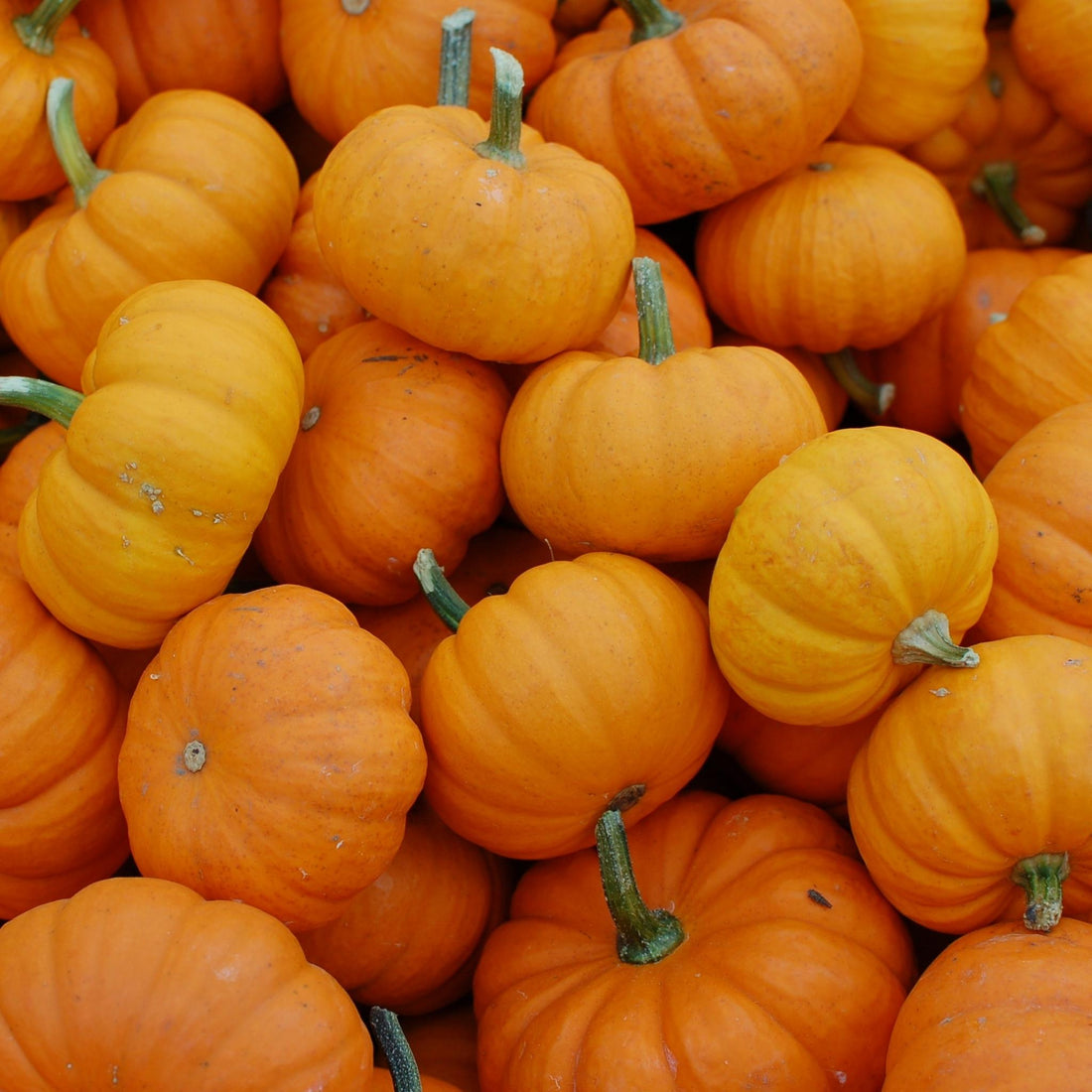 Fermented Pumpkin Enzymes