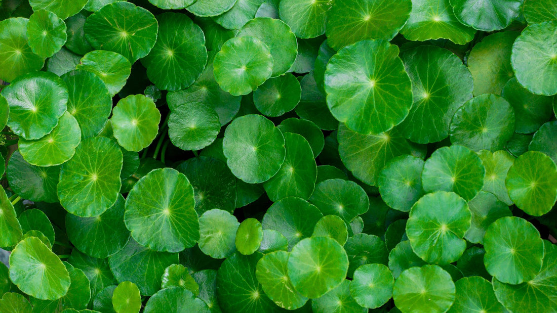 Discover the Power of Gotu Kola