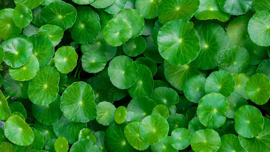 Discover the Power of Gotu Kola