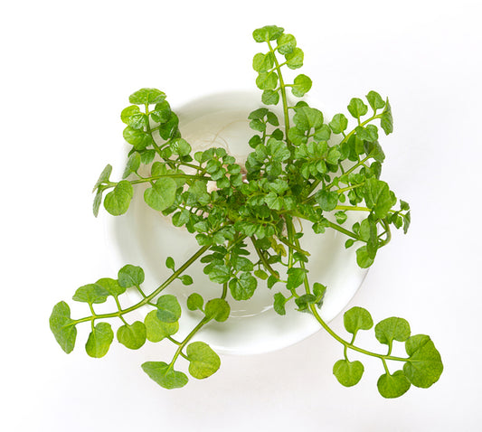 Swiss Cress Liposomes