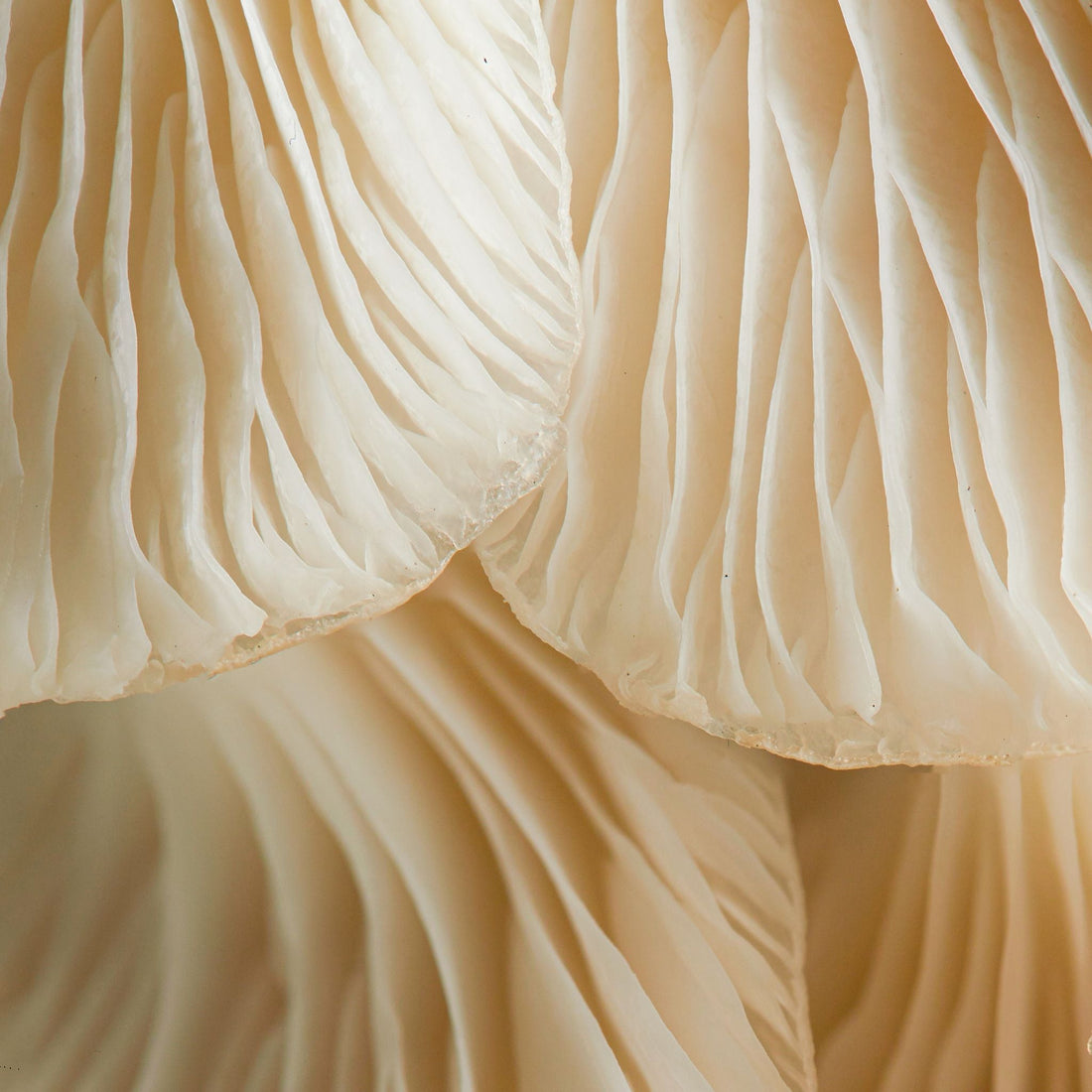 Mushrooms in skincare: what do shiitake and turkey tail actually do?