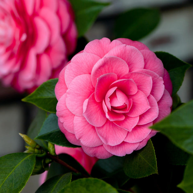 Camellia Japonica