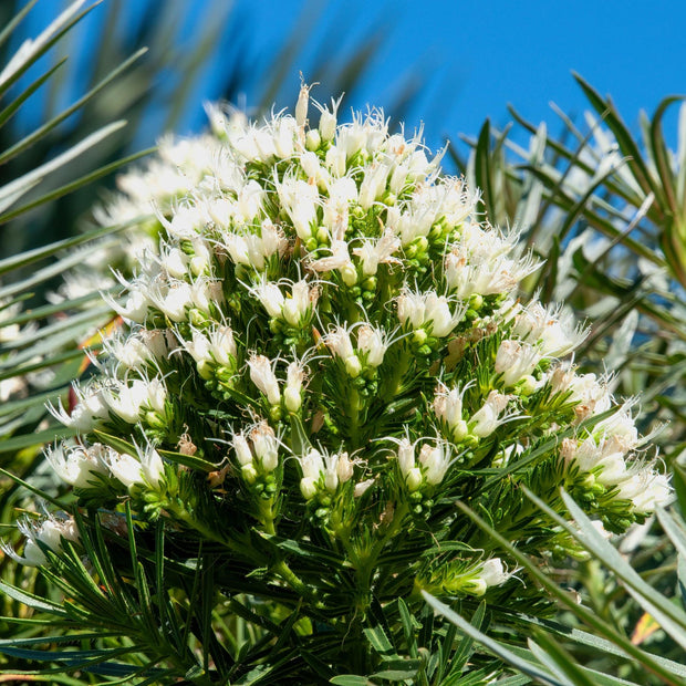 Echium Plantagineum Seed Extract