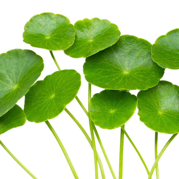 Gotu Kola Extract