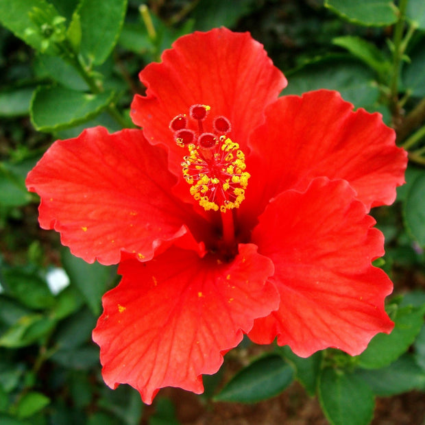 Hibiscus