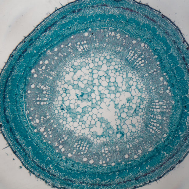 Marine Plant Stem Cell Complex