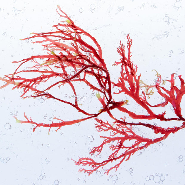 Red Algae 