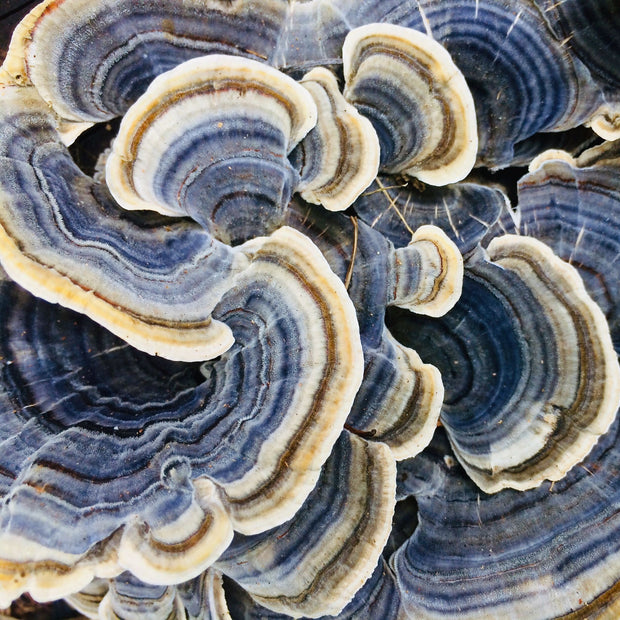 Shiitake & Turkey Tail Mushroom