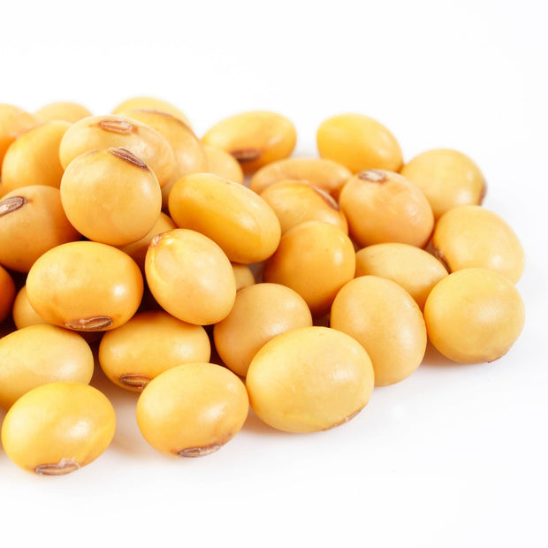 Soybean 