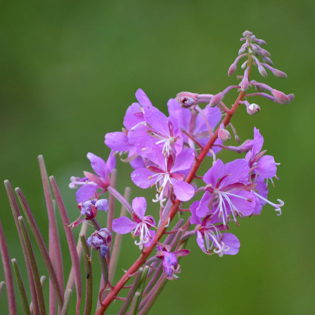 Violet Willow Extract