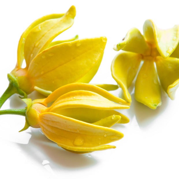 Ylang Ylang