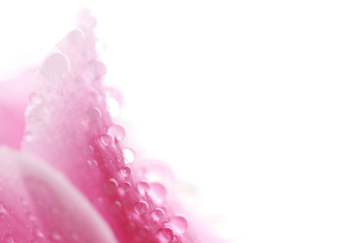 droplets of water on rose petal. 