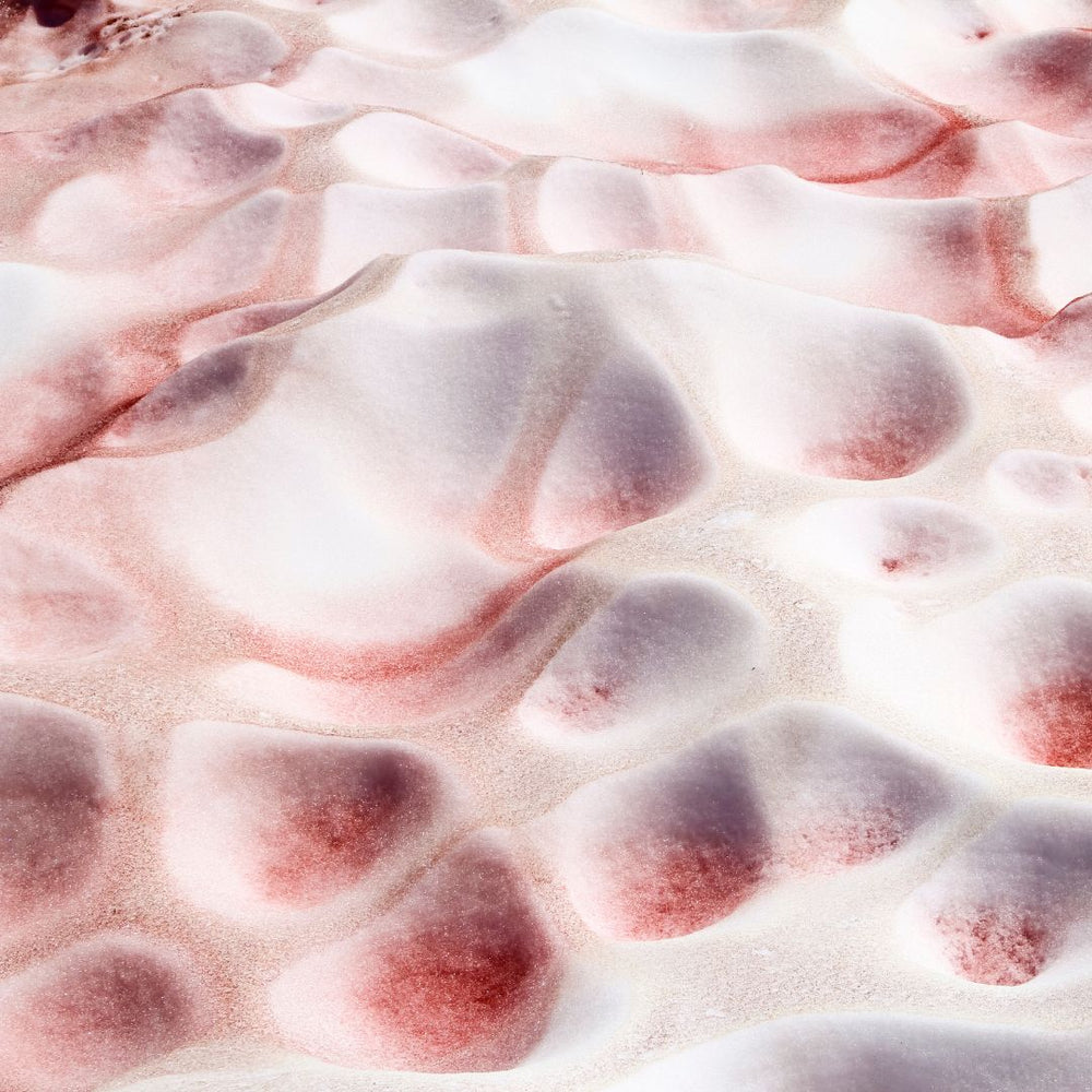 Image of Snow Algae